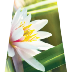 Indian Lotus Blossom-Fl